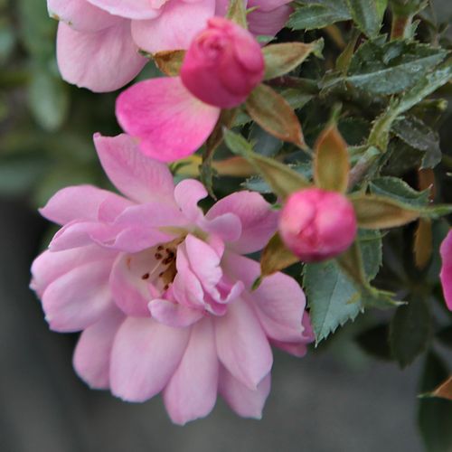 Rosa  Easy Cover® - růžová - Stromková růže s drobnými květy - stromková růže s převislou korunou